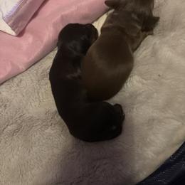 Girl 1 - Black and tan female Dachshund puppy in Flint, Michigan from Matthews Dachshunds