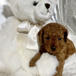 Cavapoo Puppies from Rosie’s Pups MN