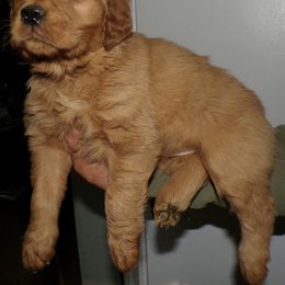 Golden Retriever Puppies from Brisas Goldens