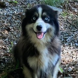 Jersey - Miniature Australian Shepherd