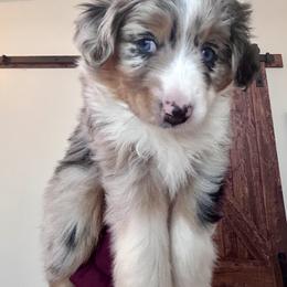 Katy - Blue merle female Australian Shepherd puppy in Wylie, Texas from Wylie Mini Aussies