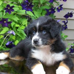 Mira - Black tri female Miniature Australian Shepherd puppy in Atwood, Illinois from Buck-Run Puppies
