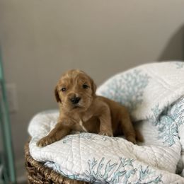 Goldendoodle Puppies from Stolt Southern Doodles