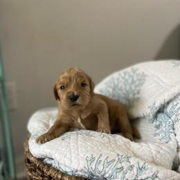 Goldendoodle Puppies from Stolt Southern Doodles