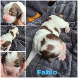 Fabio -Liver Tri Sable - Liver white and tan male English Springer Spaniel puppy in Waynesburg, Ohio from Rebels Ridgeview Acres