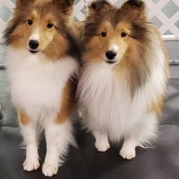 Shetland Sheepdogs from Starlight Shelties