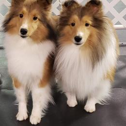 Shetland Sheepdogs from Starlight Shelties