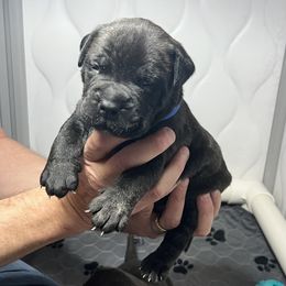 Bullmastiff Puppies from Fernandes’ Guardians Bullmastiff