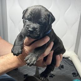 Bullmastiff Puppies from Fernandes’ Guardians Bullmastiff
