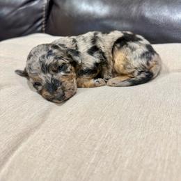 Graham - Blue merle male Aussiedoodle puppy in Heber City, Utah from Junipersdoodles
