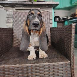 Tucker - Black brown and white male Basset Hound puppy in Newton Grove, North Carolina from MGA Basset Hound