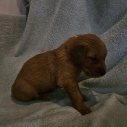 Feta - Golden male Golden Retriever puppy in Dayton, Minnesota from Akoya Kennels