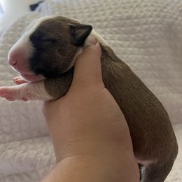 Rubble - Red and white male Bull Terrier puppy in Stanton, California from Pure hearts