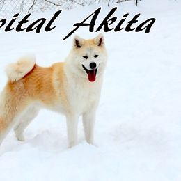 Miko - Akita