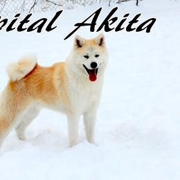 Miko - Akita