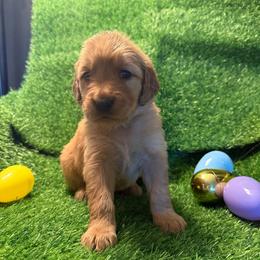 Abigail - Dark golden female Golden Retriever puppy in Sandy, Oregon from Treasured K-9s