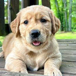 Sierra - Golden female Golden Retriever puppy in Doniphan, Missouri from Stockford’s Golden Retrievers