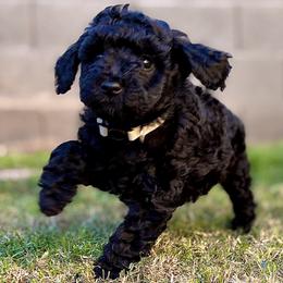 Muffin - Black female Goldendoodle puppy in Surprise, Arizona from Arizona West Valley Goldendoodles