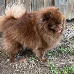 Pomeranian All Grown Up from Trammells Pomerianians
