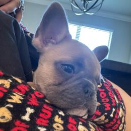 Star - Blue fawn female French Bulldog puppy in Riverview, Florida from The Frenchie Lady Co.