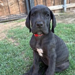 Nova - Black female Great Dane puppy in Granbury, Texas from Anderson Blau’s Great Danes