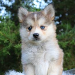 Iris - Gray and white female Pomsky puppy in Missouri from Husky Hill Kennel