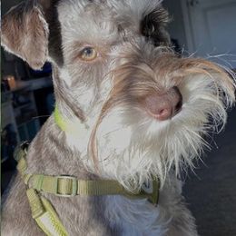 Miniature Schnauzers from Tennessee Schnauzers