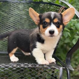 Cobalt - Black and tan male American Corgi puppy in Hope, Arkansas from Foxy Knoll Farm