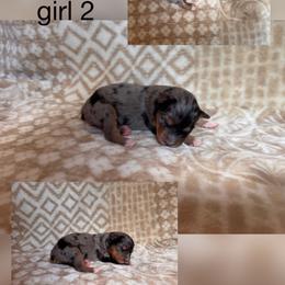 Girl 2 - Blue merle female Australian Shepherd puppy in Patriot, Ohio from Caseypups