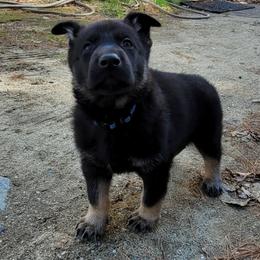 German Shepherd Puppies from Levesques German Shepherds
