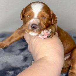Seal - Red  male Goldendoodle puppy in Garden Grove, California from Sunkissed Doodles