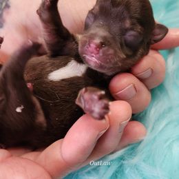 Chihuahua Puppies from OutLaw Chihuahua's