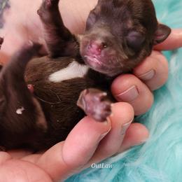 Chihuahua Puppies from OutLaw Chihuahua's