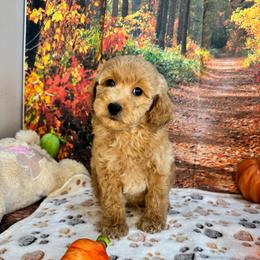 Wilder - Apricot male Poodle puppy in Lebanon, Missouri from Perkins Pups