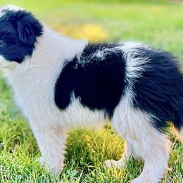 Border Collies from I&A Border Collies