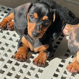Ebby - Black and tan female Dachshund puppy in Brooksville, Florida from Ween Acres