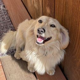 Sunny  - Dachshund