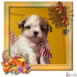 Male puppy3 - Tri-color male Coton de Tulear puppy in Yuba City, California from Sutter Buttes Coton De Tulear