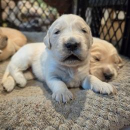 Sunny - Yellow - Golden female Golden Retriever puppy in Lucasville, Ohio from Halo Kennels