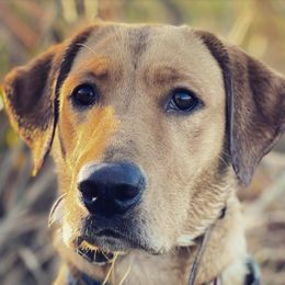 Stark - Labrador Retriever