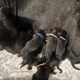 Boy 5 - Cane Corso puppy in Bryan, Texas from Lone Star Cane Corso