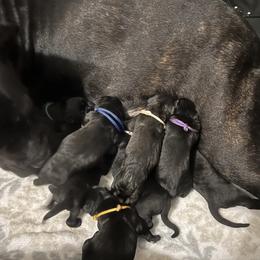 Boy 5 - Cane Corso puppy in Bryan, Texas from Lone Star Cane Corso