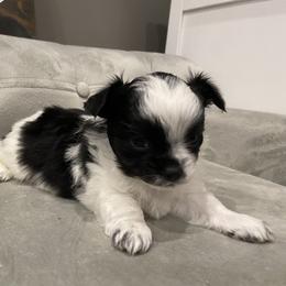 Chihuahua Puppies from Petite Pups