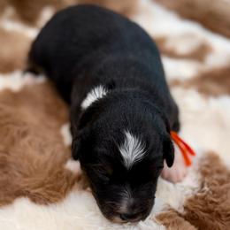 Orange collar - Black tri male Miniature Australian Shepherd puppy in 32046, Florida from River Hill Ranch