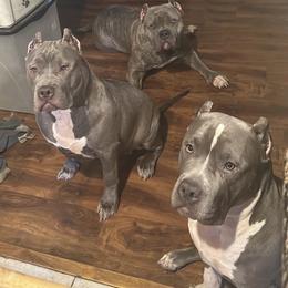 American Bully Puppies from M&M XL Bully Kennel