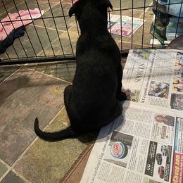 Lurcher Puppies from Sharp Turn Lurchers