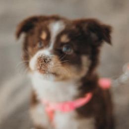 Aussiedoodle and Miniature Australian Shepherd Puppies from True Spirited Aussies