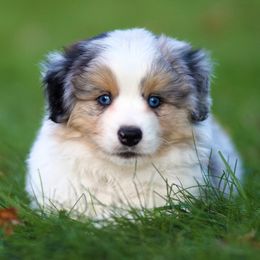 Miniature American Shepherd Puppies from Sherwood Miniature American Shepherds