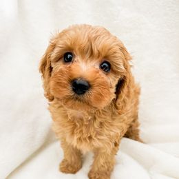 Cavapoo puppies from Supreme Doodles