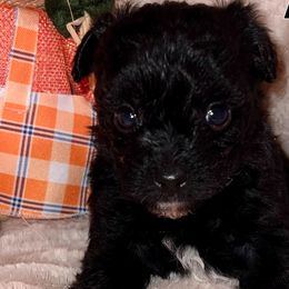 Mocha - Black and tan Yorkipoo puppy in Canton, Texas from X-F Kennels